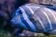 BlueFish1_16PX.jpg