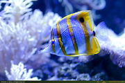 Copperband_Butterfly_Fish1_16PX.jpg