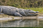 Crocodile1_16PX.jpg
