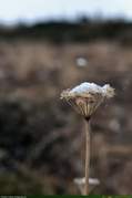 DriedFlower_1_16PX.jpg