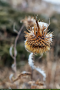 DriedThistle_1_16PX~0.jpg