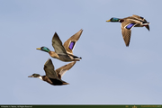 Ducks1_PX.jpg