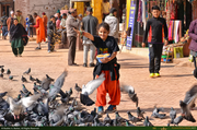 Feeding_Pigeons1_16PX.jpg