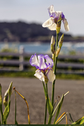 Mendocino_Flower1_16PX.jpg