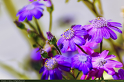 Mendocino_Flower3_16PX.jpg