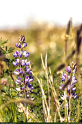 Mendocino_Flower9_16PX.jpg