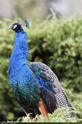 Peacock1_16PX.jpg