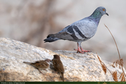 Pigeon_1_16PX.jpg