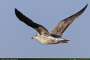 SFO-SeaGull_1_16PX.jpg