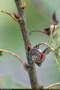 SpottedLanternFly_1_16PX.jpg