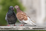 StPauls_Pigeons_1_16PX.jpg