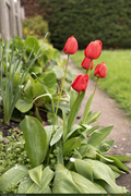 Tulips_1_16PX.jpg