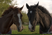 Two_Horses_1_16PX.jpg