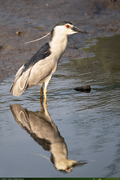 WhiteHeron1_16PX.jpg