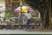 Yangon-Pigeons1_16PX.jpg