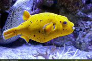 YellowBlack_SpottedPuffer1_16PX.jpg